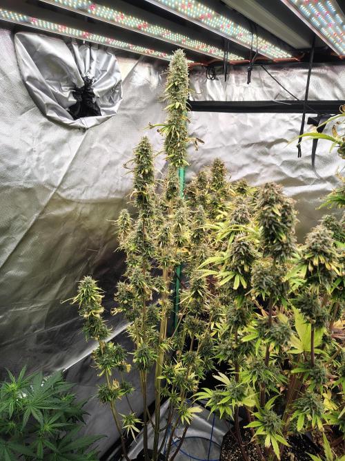Goupy Banana Auto. Week 11