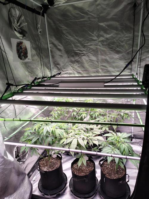 Toad island S1. Week 5
