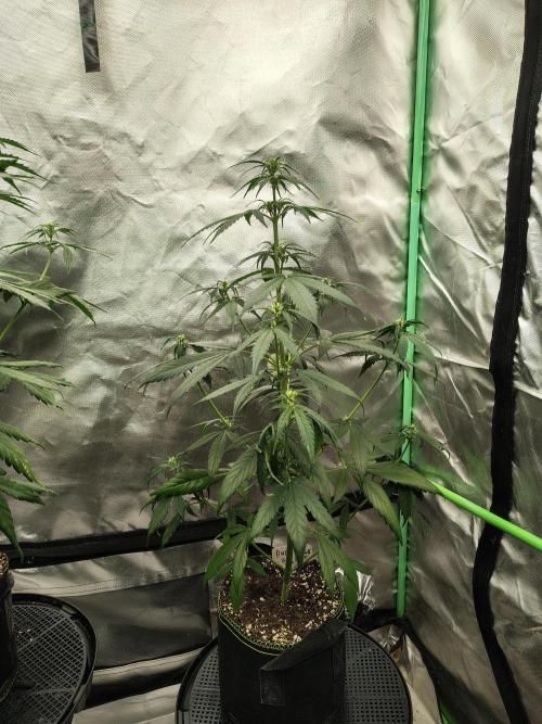 Cherry Cookies Auto. Week 5