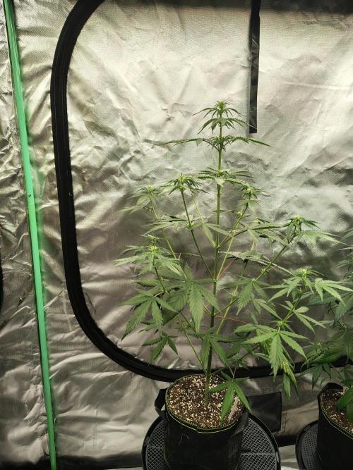 Cherry Cookies Auto. Week 5