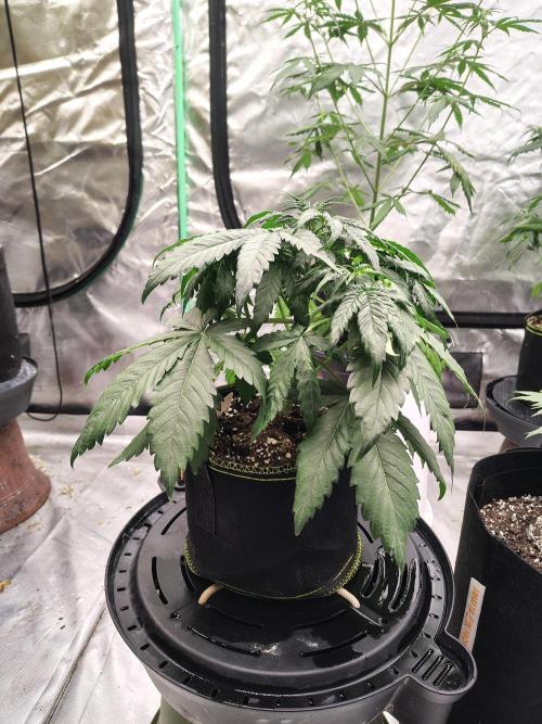 Cherry Cookies Auto. Week 5