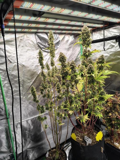 Goupy Banana. Week 11