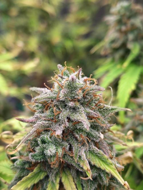 Goupy Banana. Week 11