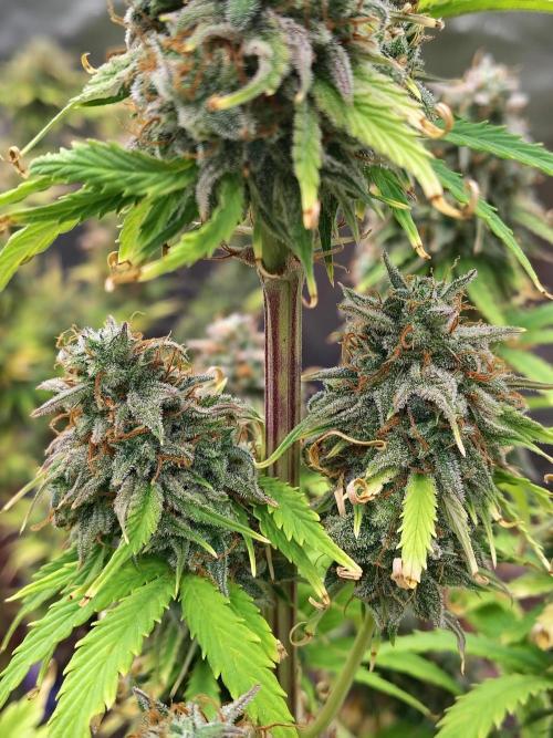 Goupy Banana. Week 11