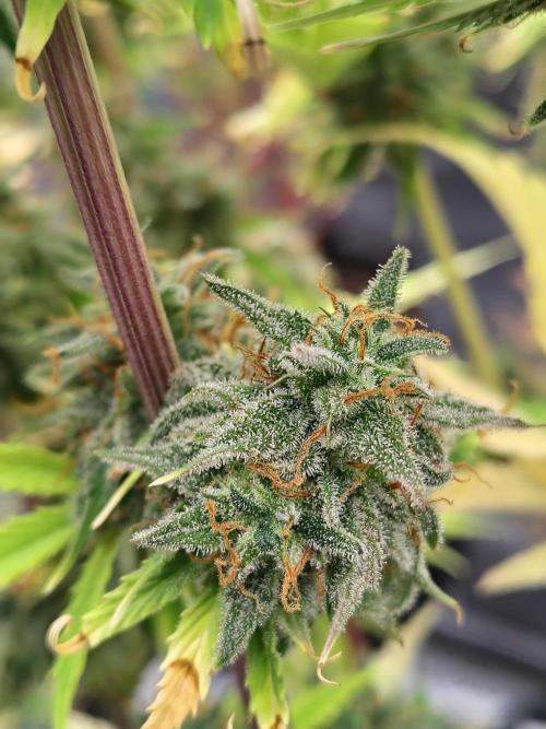 Goupy Banana. Week 11