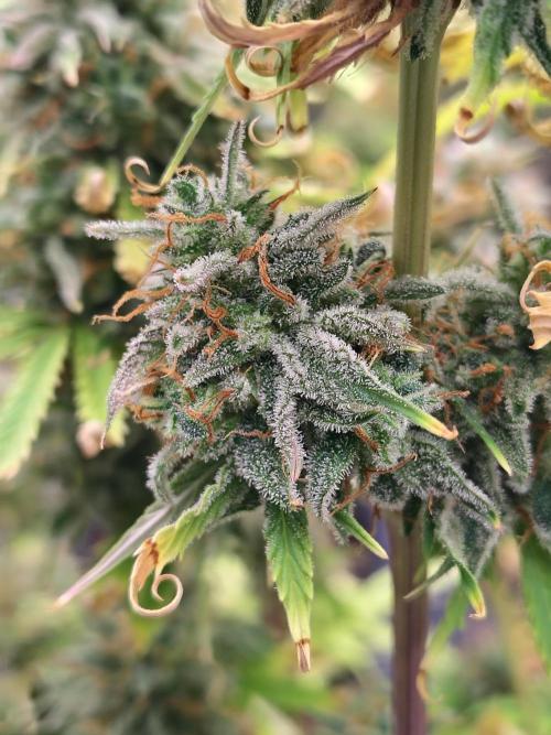 Goupy Banana. Week 11