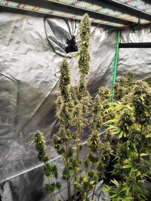 Goupy Banana. Week 11
