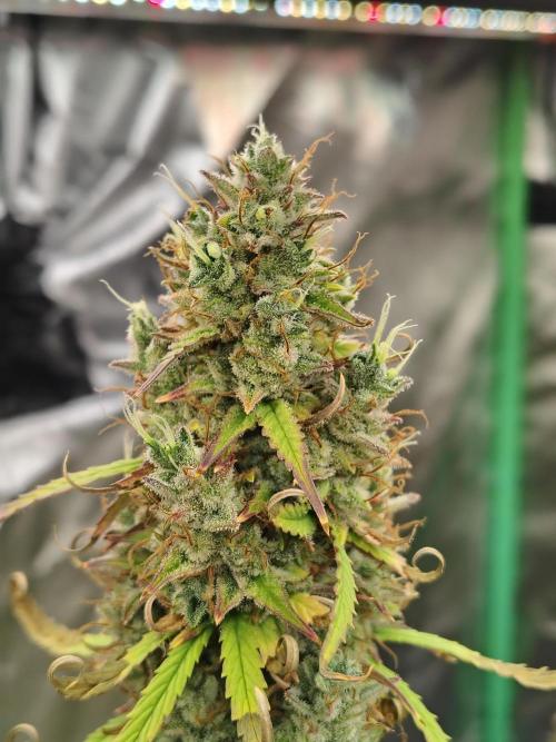 Goupy Banana. Week 11