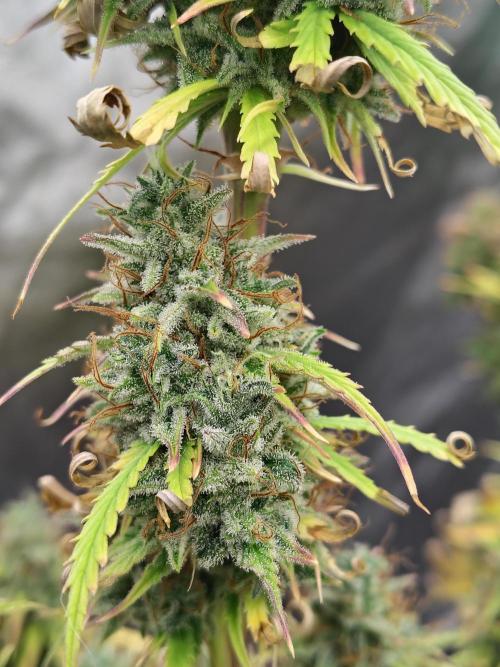 Goupy Banana Auto. Week 11