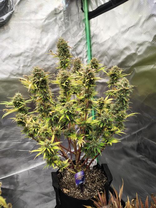 Sticky Broccoli. Week 11