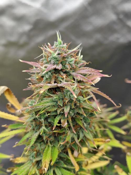 Sticky Broccoli. Week 11