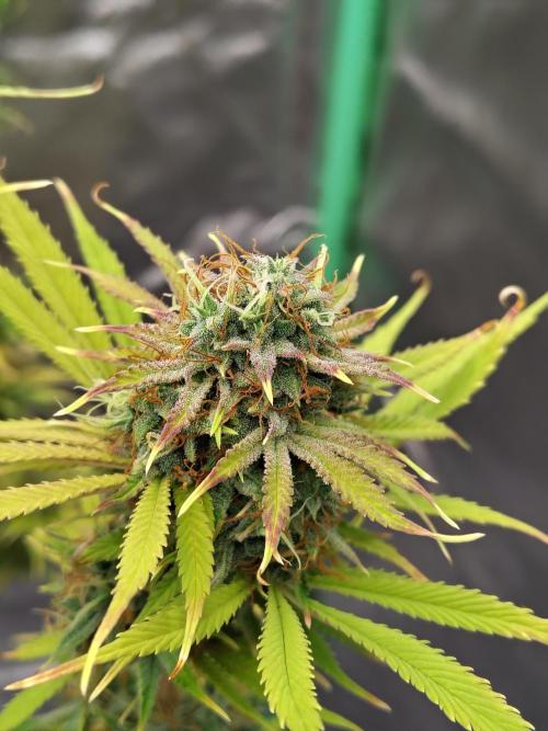 Sticky Broccoli. Week 11