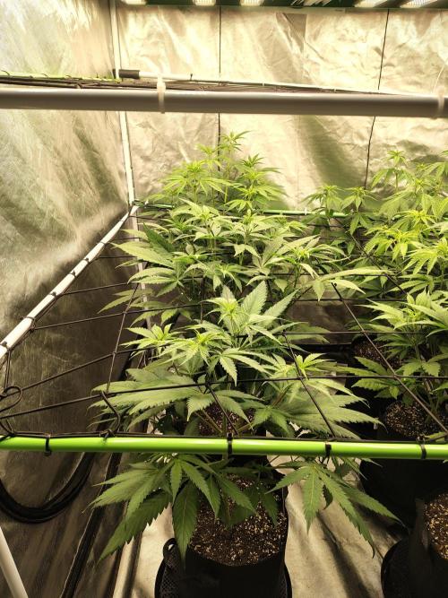 Toad island S1. Week 6