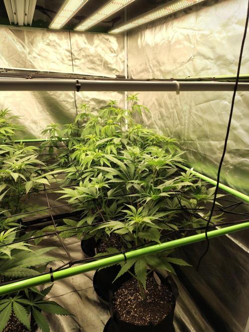 Toad island S1. Week 6