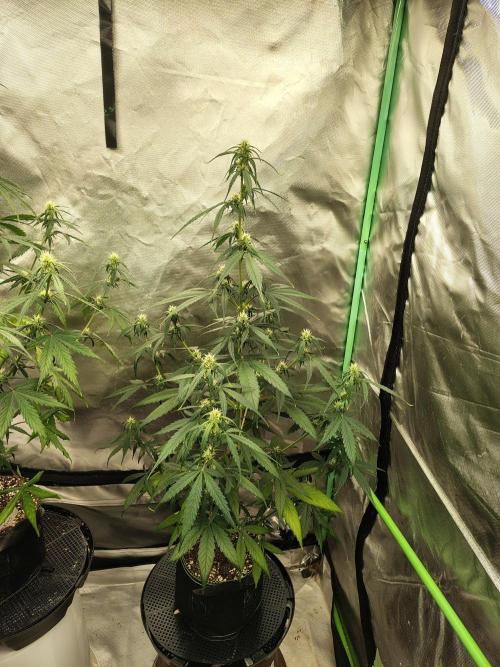 Cherry Cookies Auto. Week 6