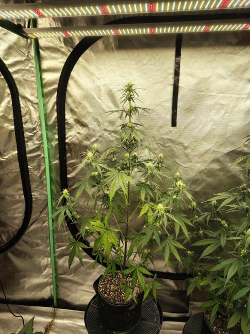 Cherry Cookies Auto. Week 6