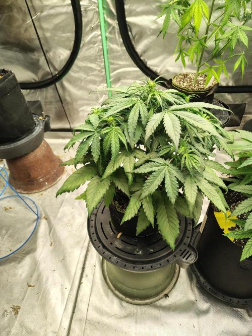 Cherry Cookies Auto. Week 6