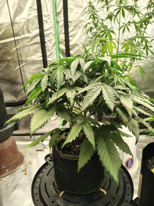 Cherry Cookies Auto. Week 6