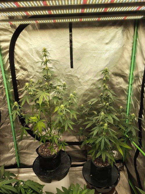 Cherry Cookies Auto. Week 6