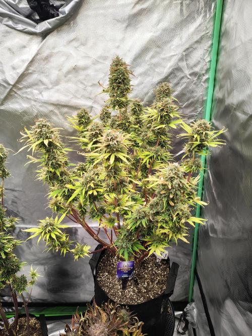 Sticky Broccoli. Week 12