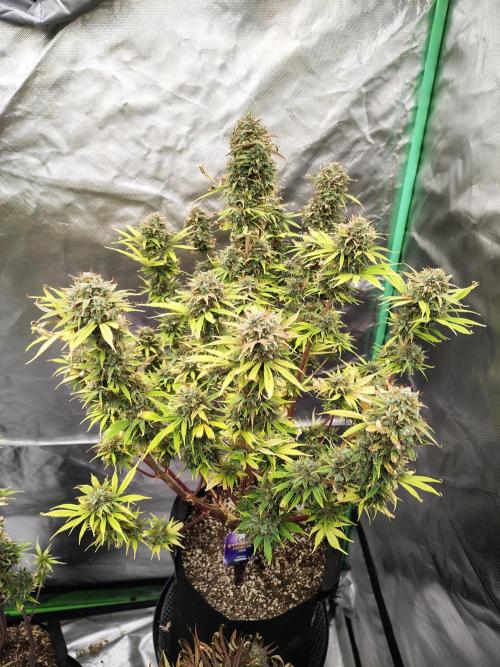 Sticky Broccoli. Week 12