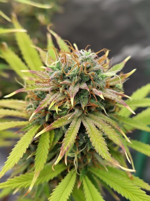 Sticky Broccoli. Week 12