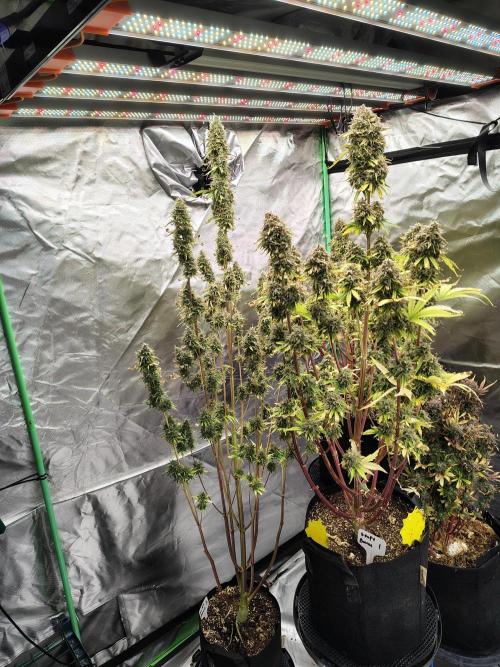 Goupy Banana. Week 12