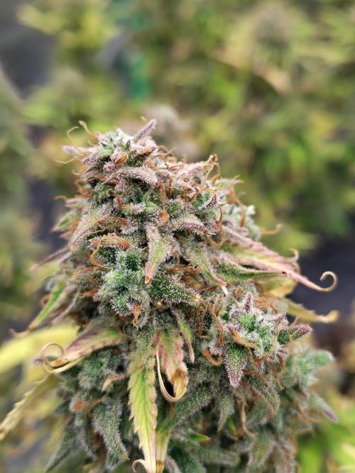 Goupy Banana. Week 12