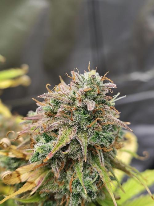 Goupy Banana. Week 12