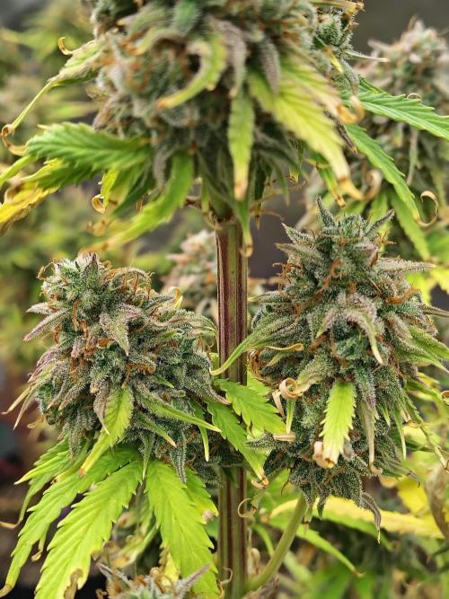 Goupy Banana. Week 12