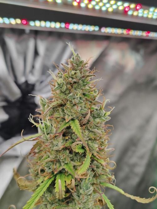 Goupy Banana. Week 12