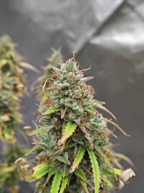 Goupy Banana. Week 12