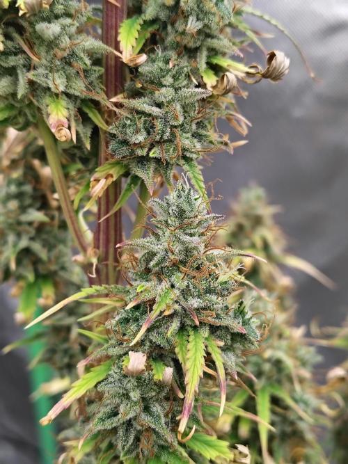 Goupy Banana. Week 12
