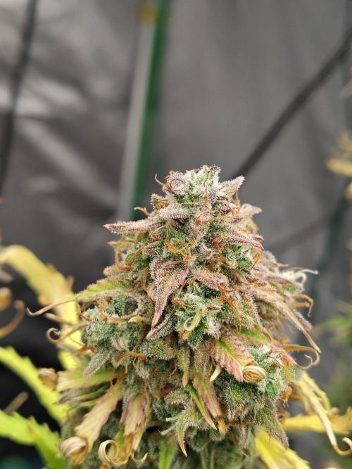 Goupy Banana Auto. Week 12
