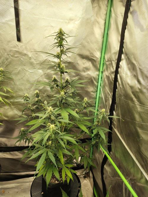 Cherry Cookies Auto. Week 6