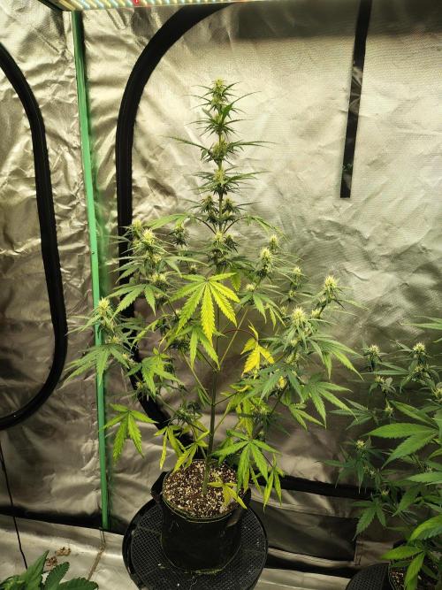 Cherry Cookies Auto. Week 6