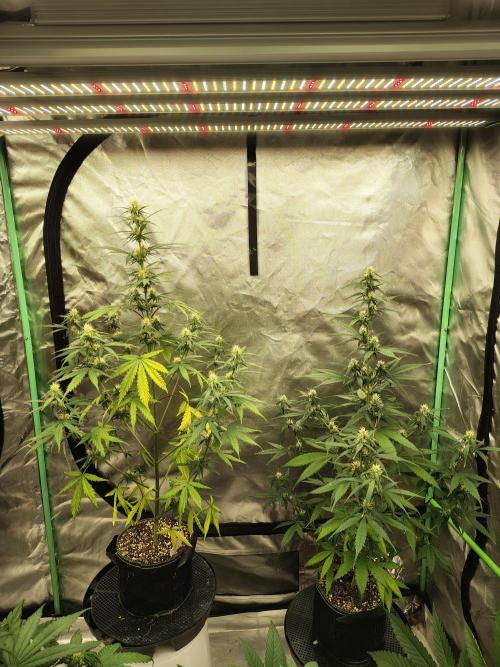 Cherry Cookies Auto. Week 6