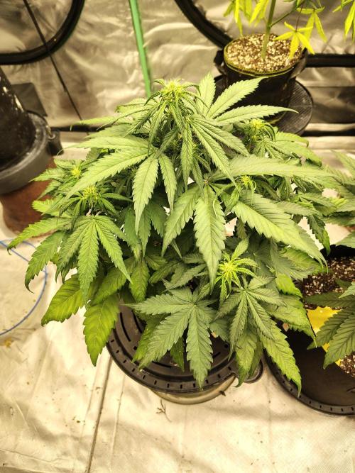 Cherry Cookies Auto. Week 6