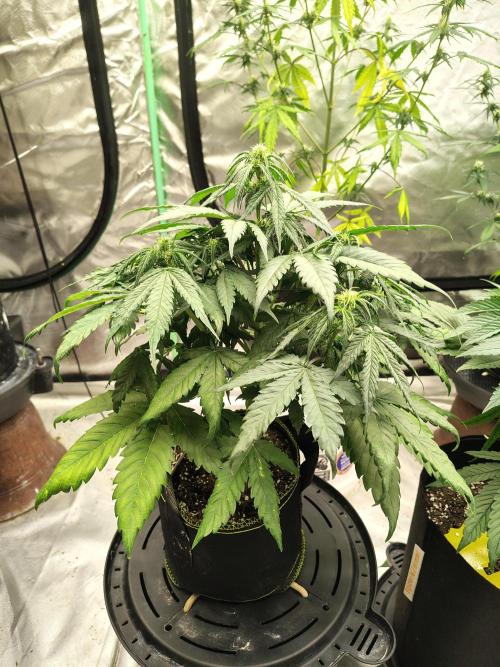 Cherry Cookies Auto. Week 6