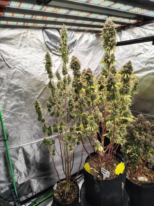 Goupy Banana. Week 13