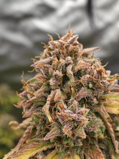 Goupy Banana. Week 13