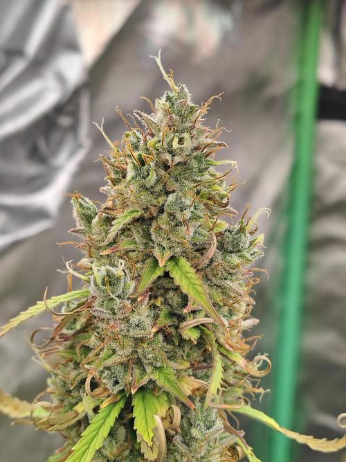 Goupy Banana. Week 13