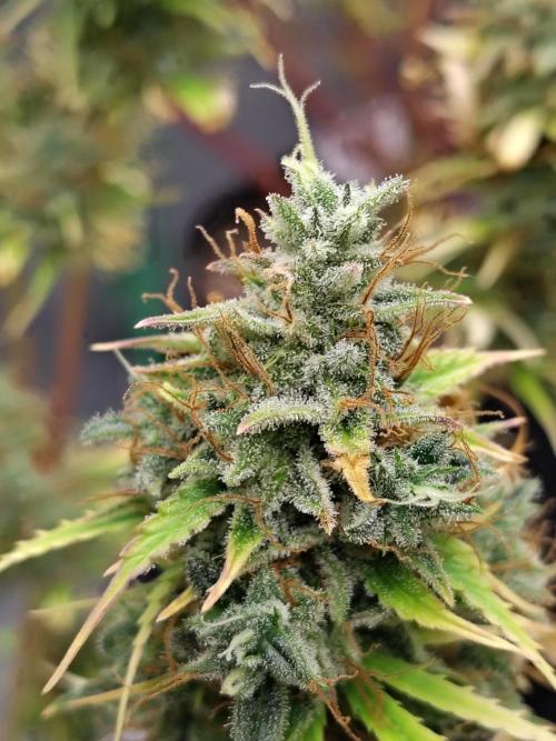 Goupy Banana. Week 13