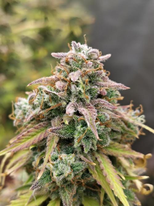 Goupy Banana. Week 13