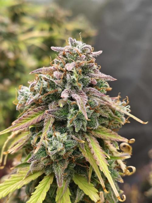 Goupy Banana. Week 13