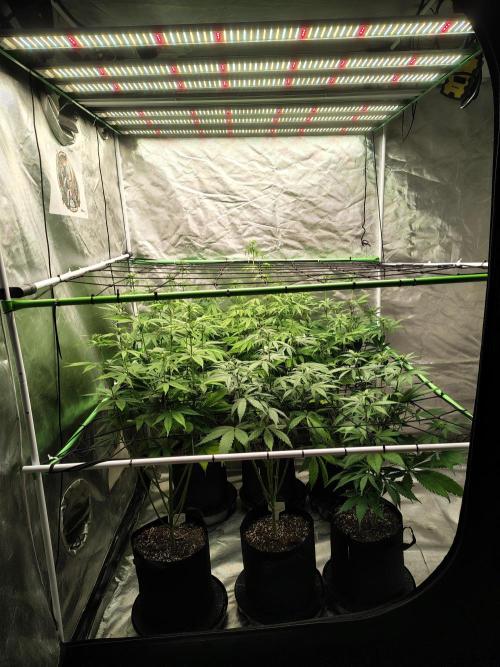 Toad island S1. Week 7