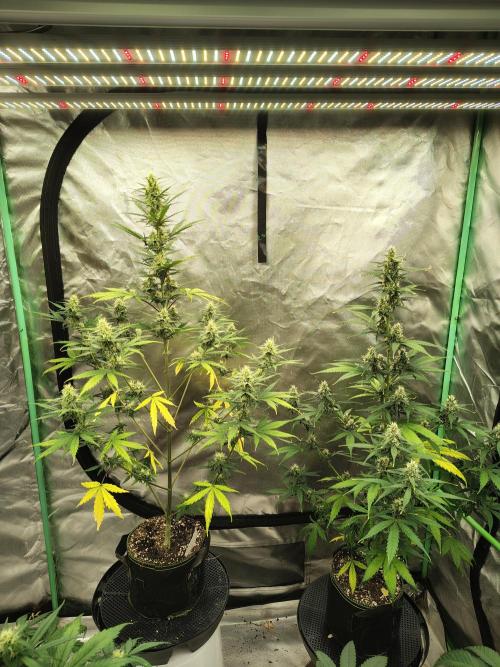 Cherry Cookies Auto. Week 7