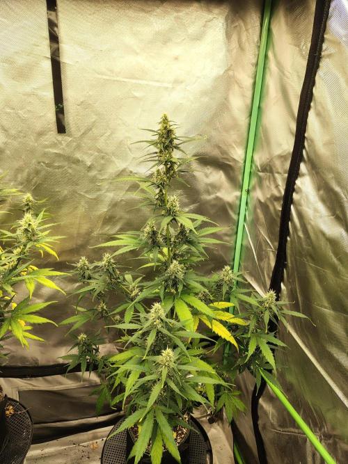 Cherry Cookies Auto. Week 7