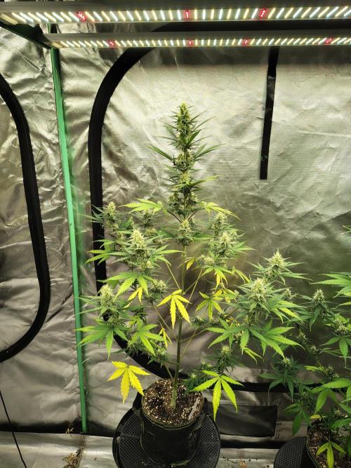 Cherry Cookies Auto. Week 7