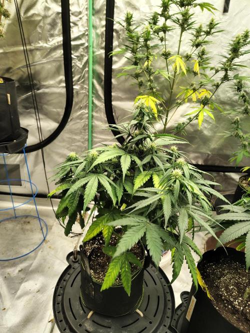 Cherry Cookies Auto. Week 7